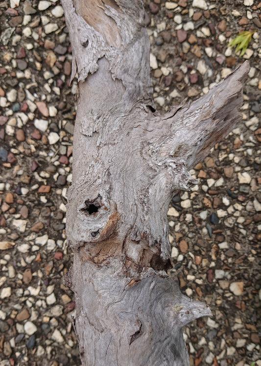 Hold up!... I found th most glorious stick.