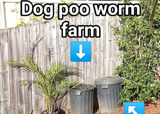 🐕💩Supa easy RENTER FRIENDLY Dog Poo Worm Farm🪱🧑🌾