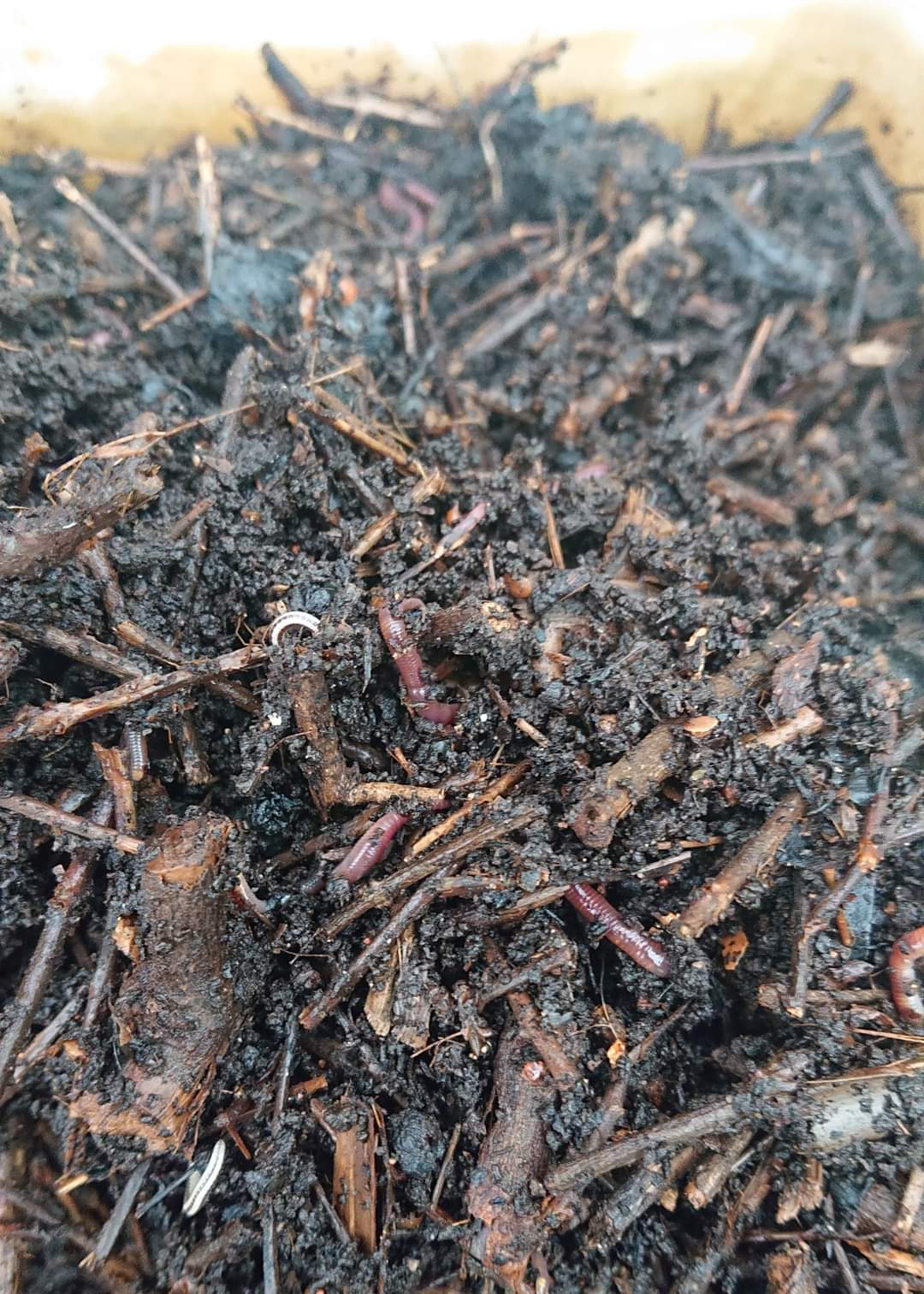 Quick garden worm farm