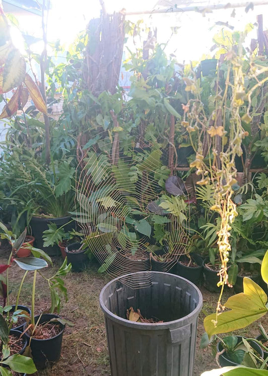 🍃Sunday Speaks  4/8/24