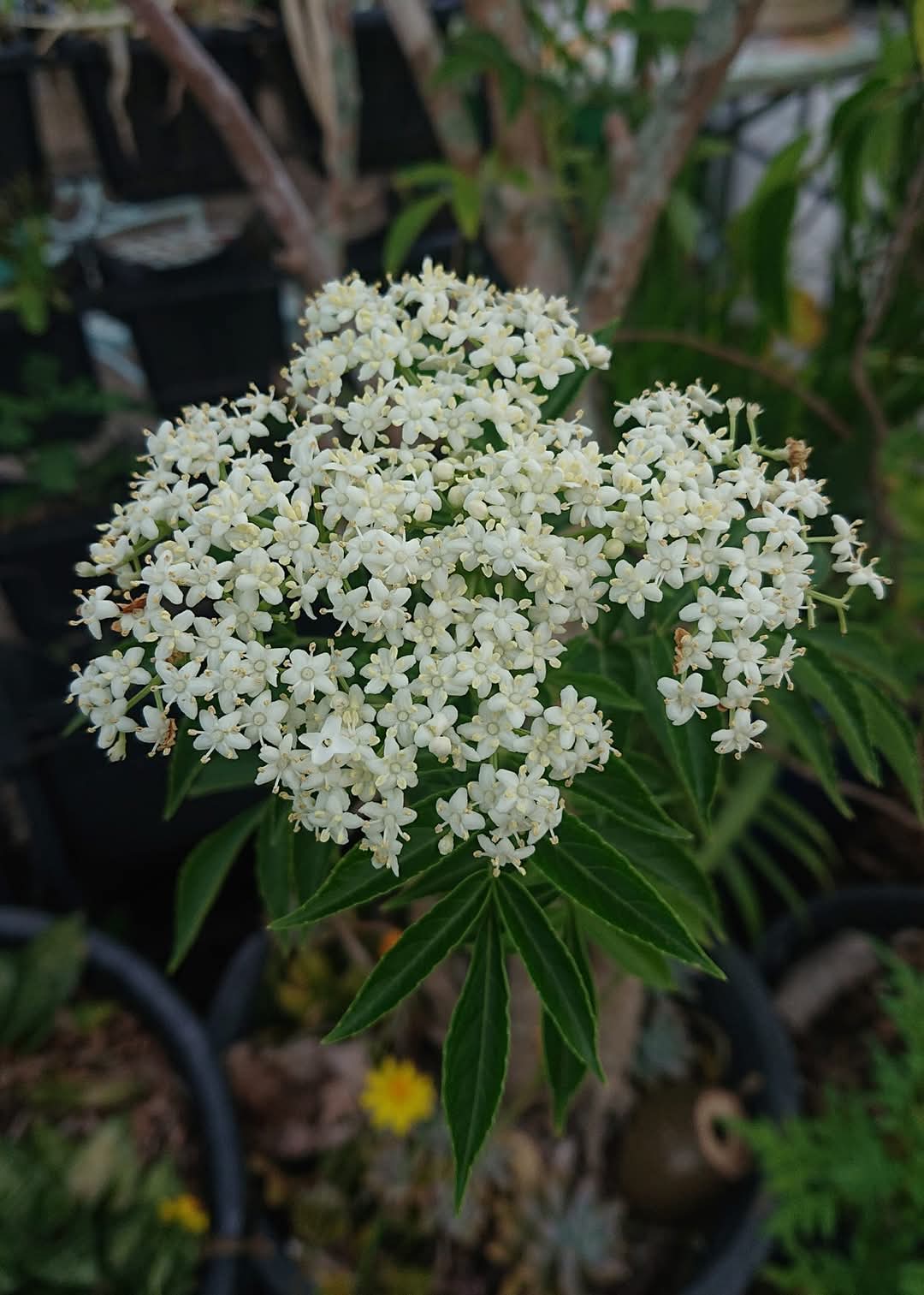 🍃Sunday Speaks 27/10/24