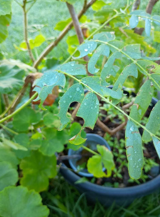 🍃 Sunday Speaks 30.3.25