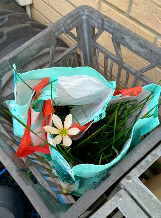 🍃 Sunday Speaks 6.4.25