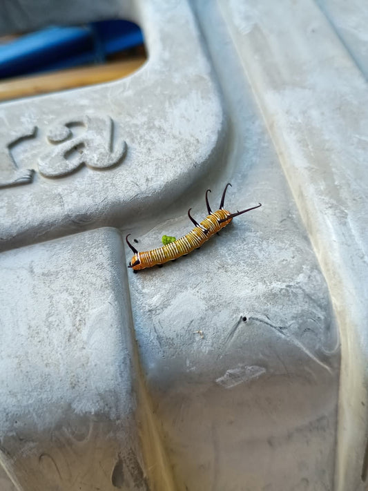 🍃Sunday Speaks 20.4.25