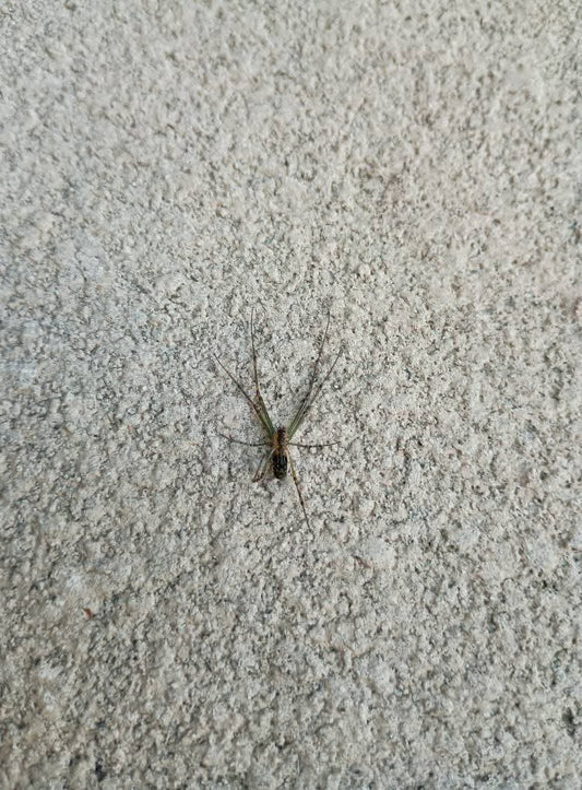 🍃 Sunday Speaks  4.5.25