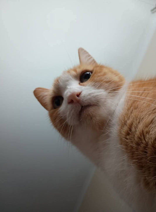 🍃 Sunday Speaks 11.5.25