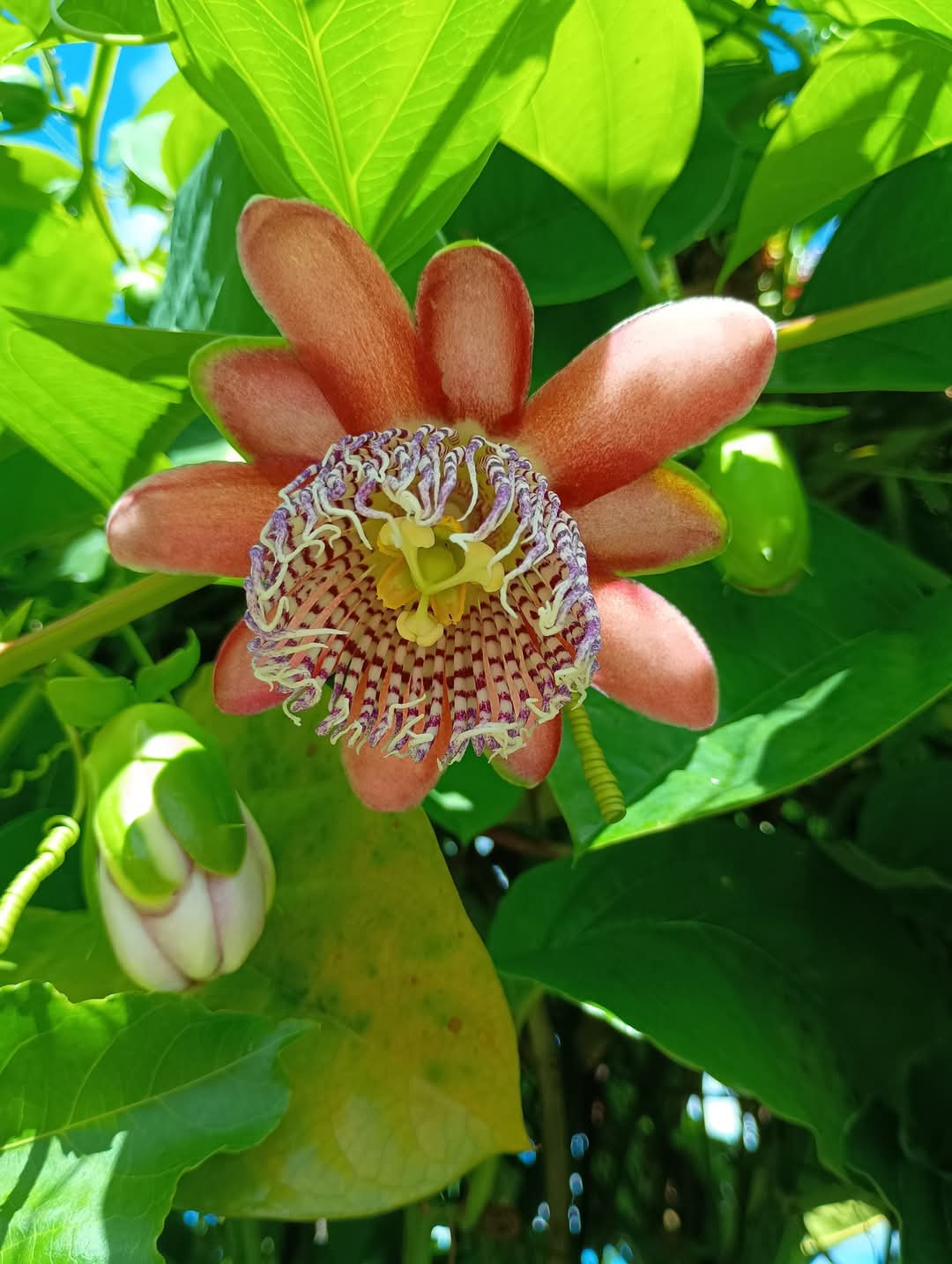 🍃Sunday Speaks  25.5.25