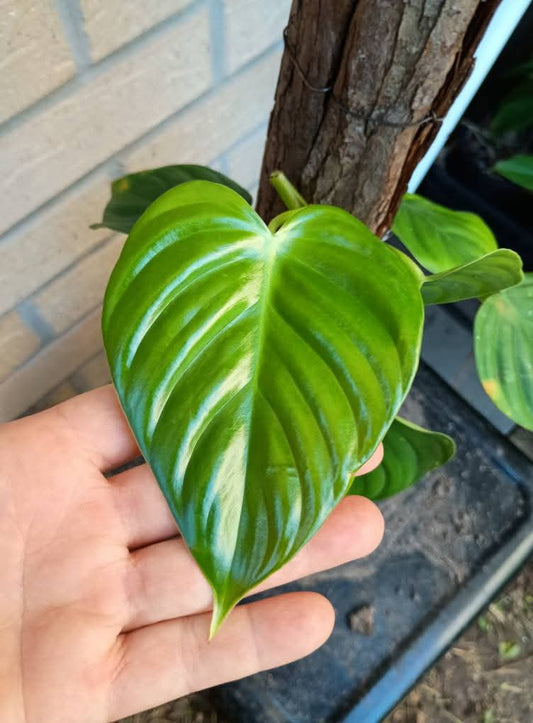 🍃Sunday Speaks 1.6.25