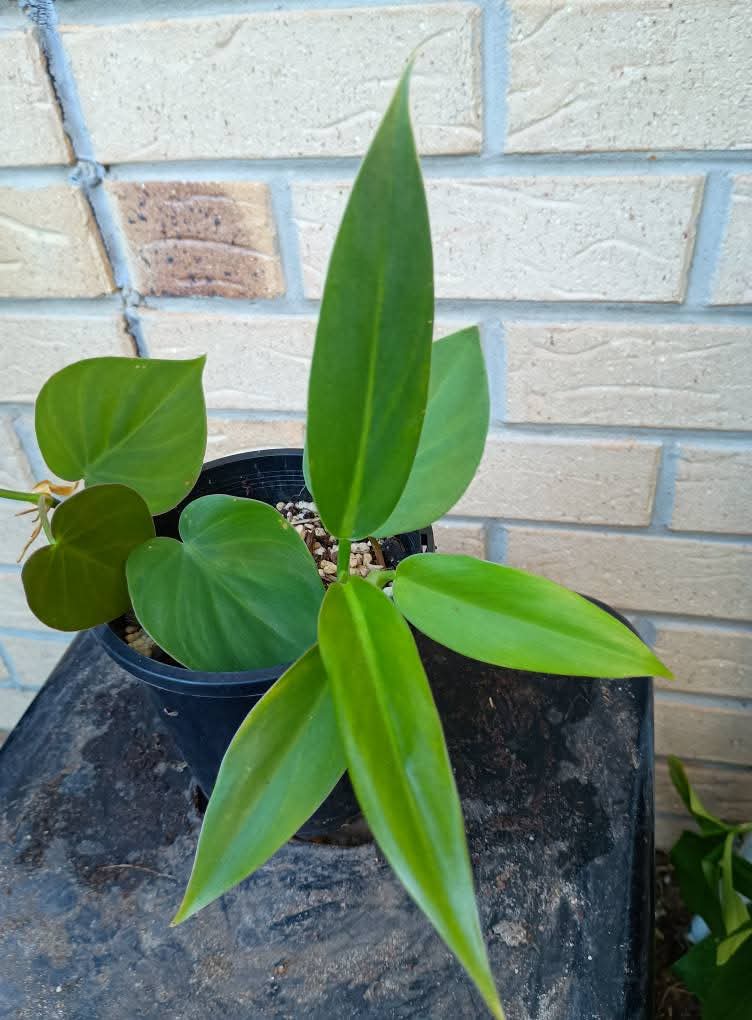 🍃Sunday Speaks 8.6.45