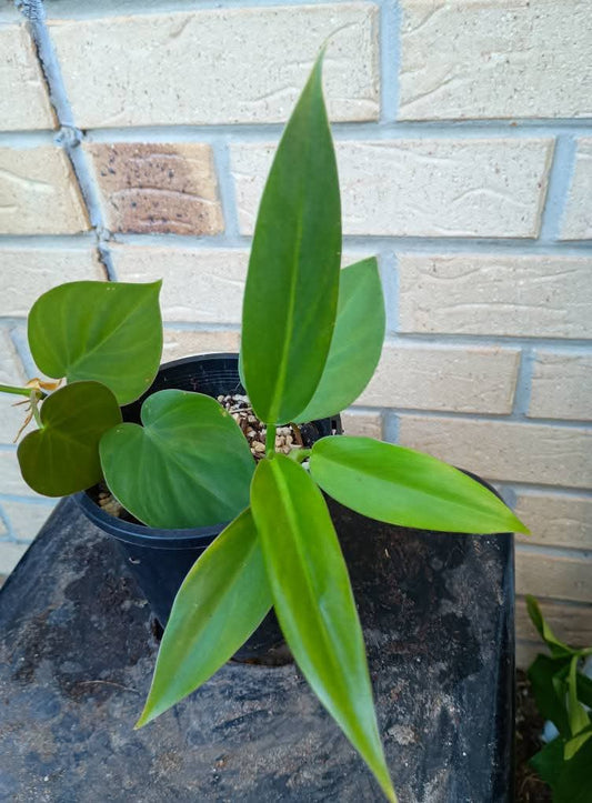 🍃Sunday Speaks 8.6.45