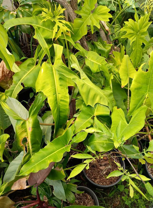 🍃 Sunday Speaks 16.6.25