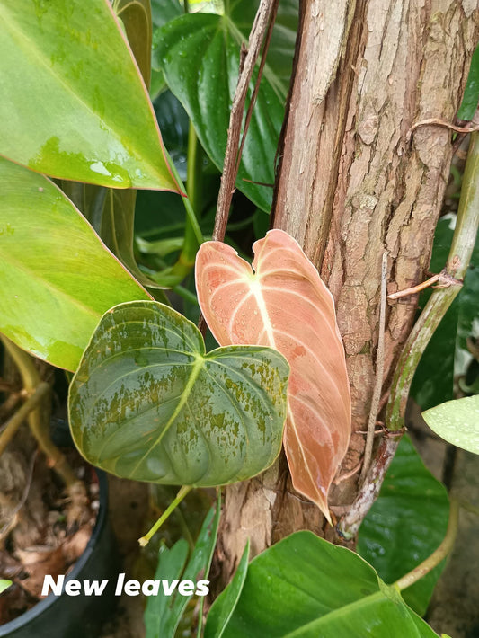 🍃Sunday Speaks 22.6.25