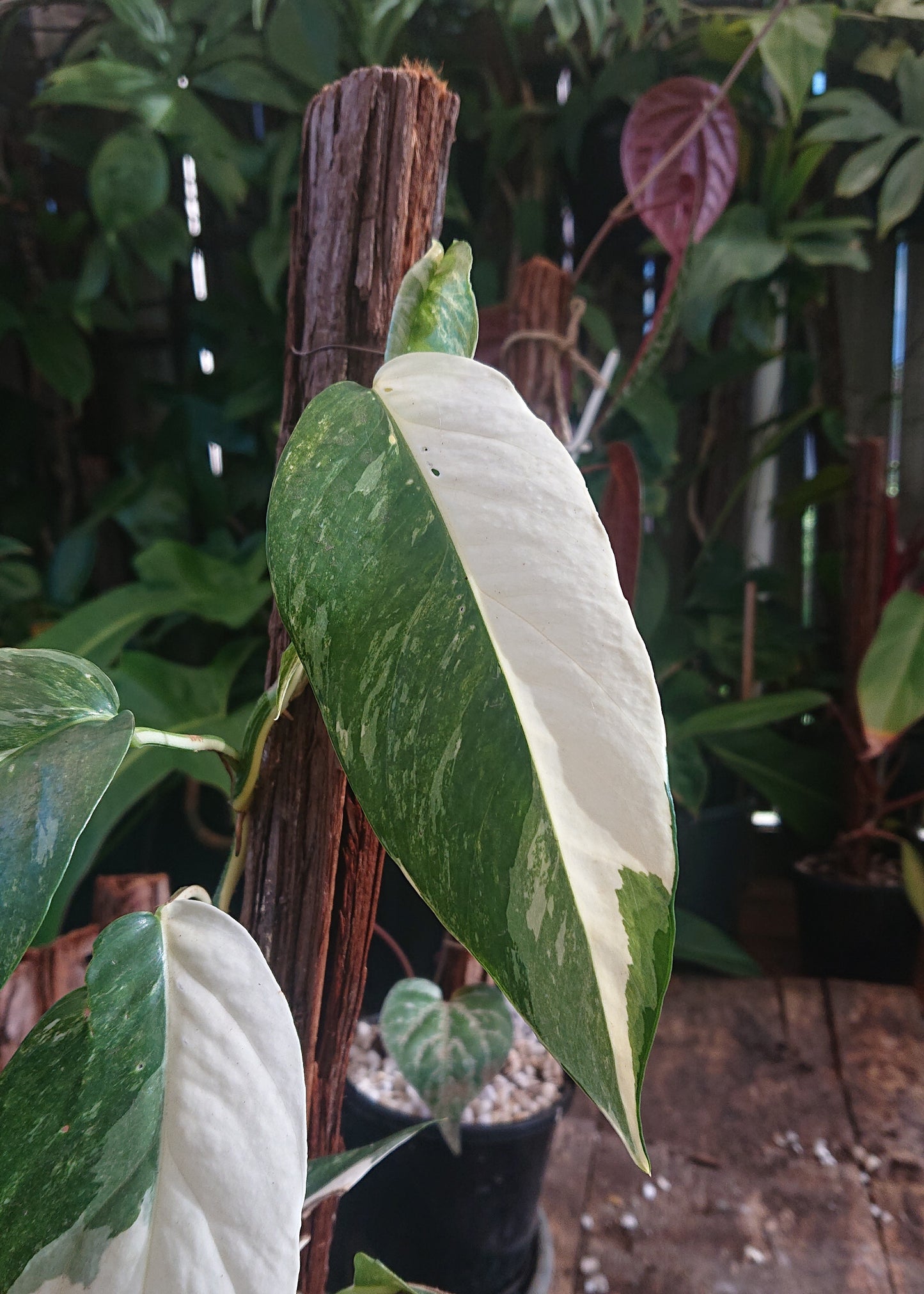 EXAMPLE Epipremnum Pinnatum Variegated