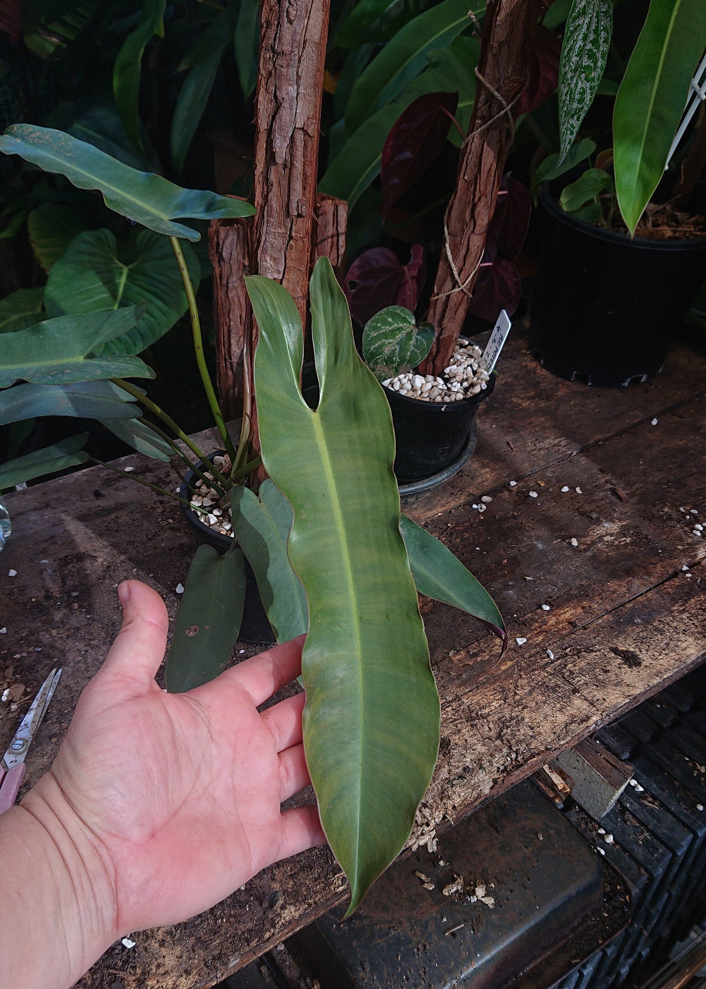 EXAMPLE ONLY Philodendron Atabapoense 50cm totem #1