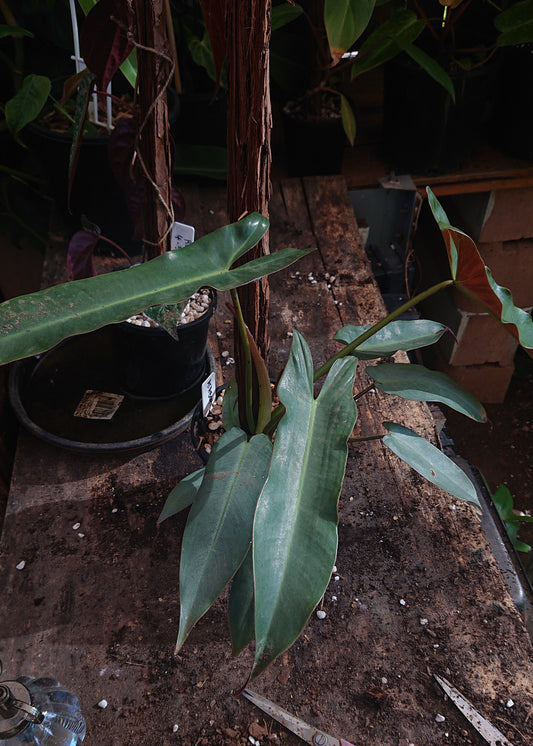 EXAMPLE ONLY Philodendron Atabapoense 50cm totem #1