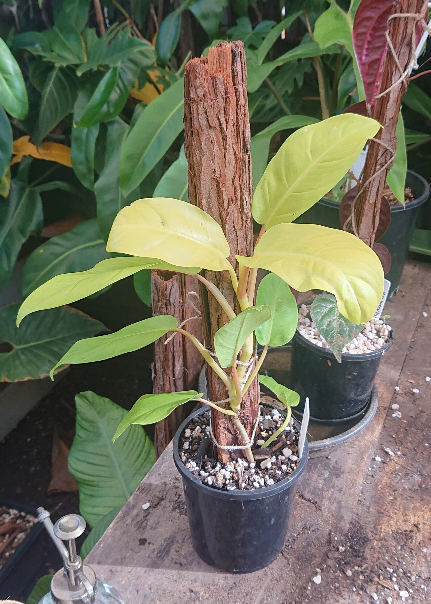 EXAMPLE Philodendron Lemon Lime 50cm totem #1