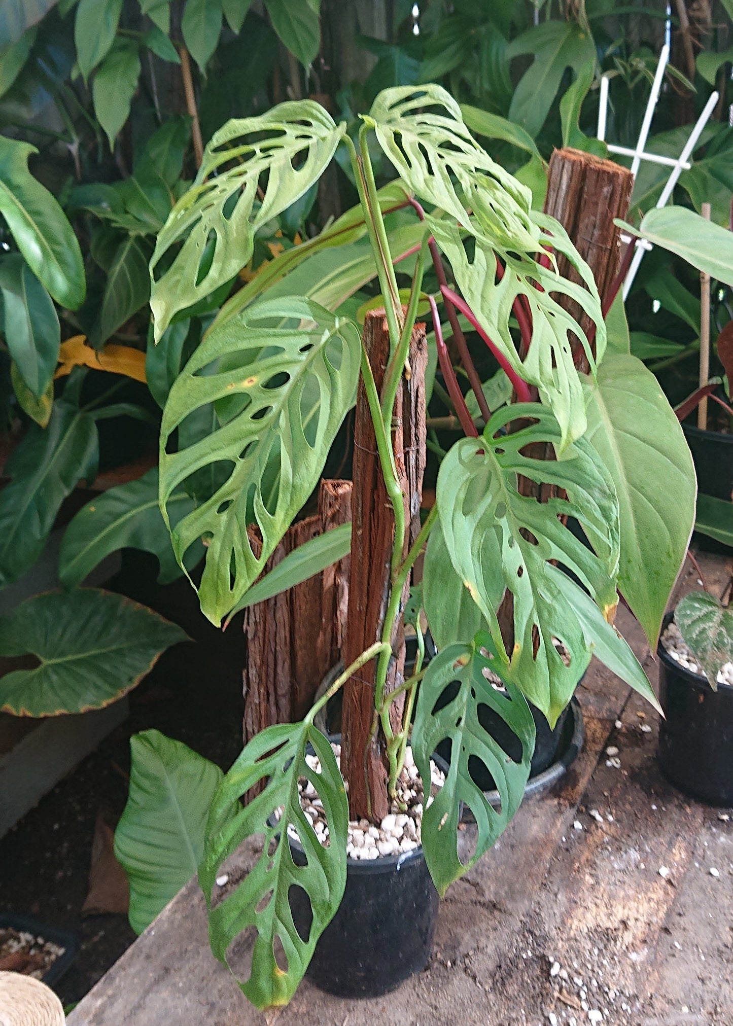 EXAMPLE Monstera Adansonii 50cm totem #1