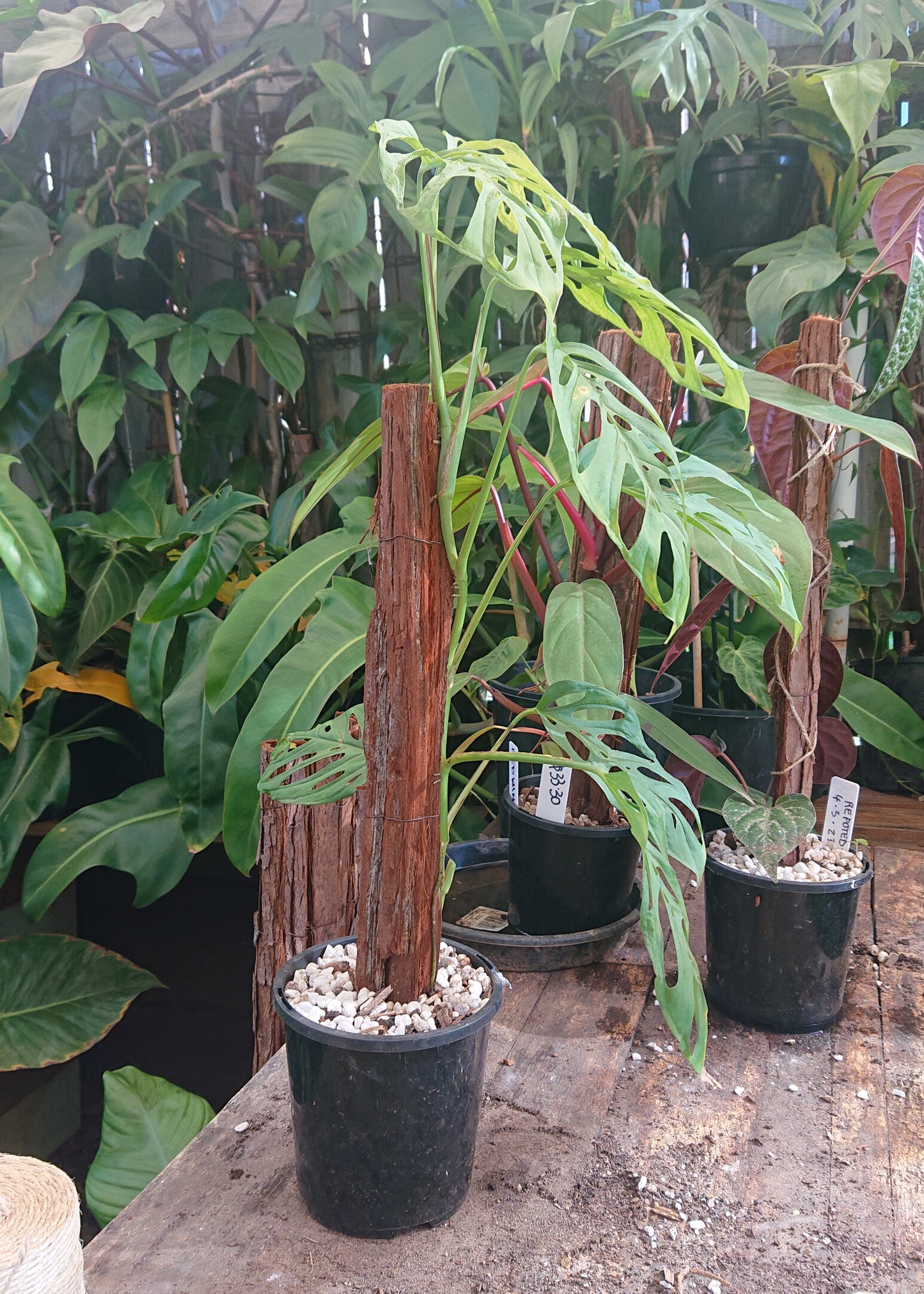 EXAMPLE Monstera Adansonii 50cm totem #1