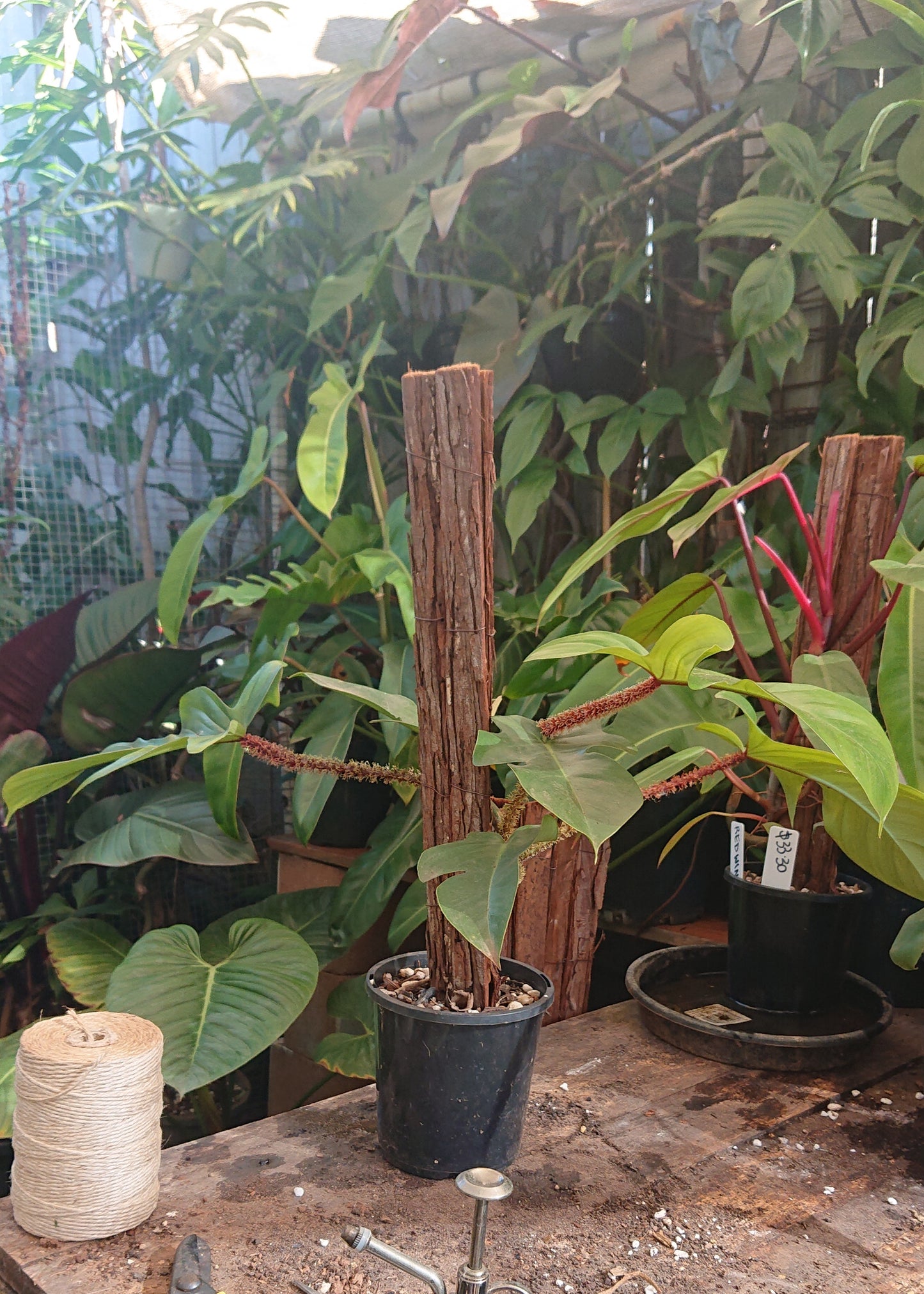 EXAMPLE Philodendron Squamiferum 50cm totem #1