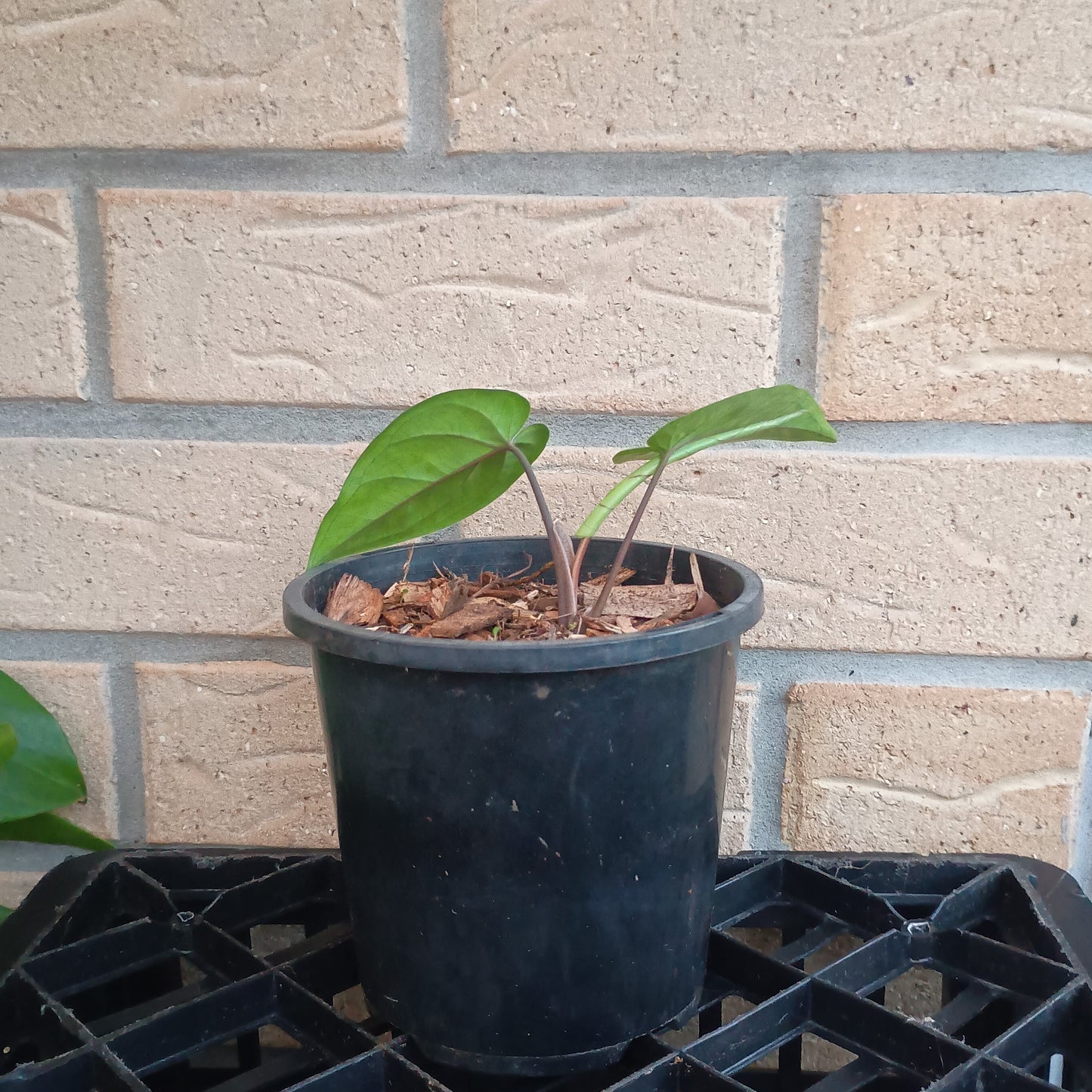 Syngonium Macrophyllum