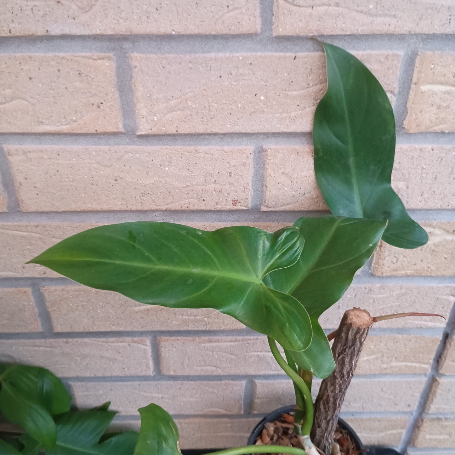 Philodendron Mexicanum 130.30ST.A