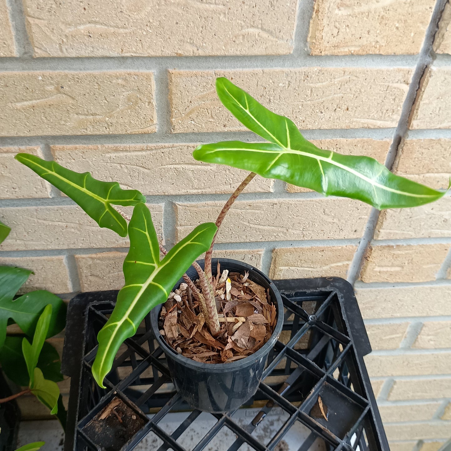 Alocasia Zebrina Sarian