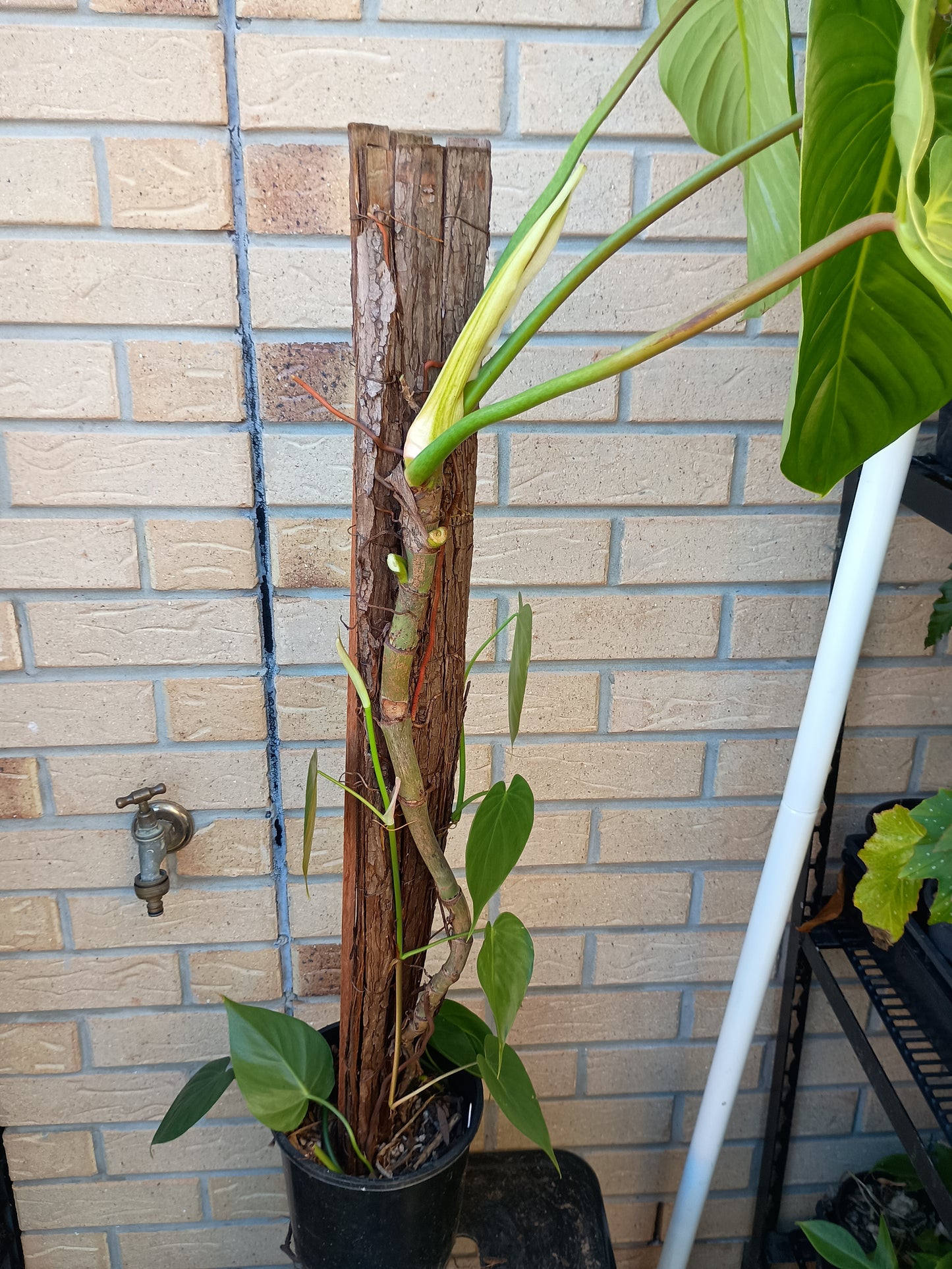 P.Eximium#2