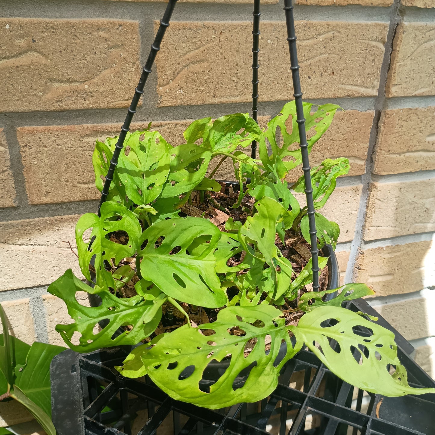Monstera Adansonii Hanging Basket