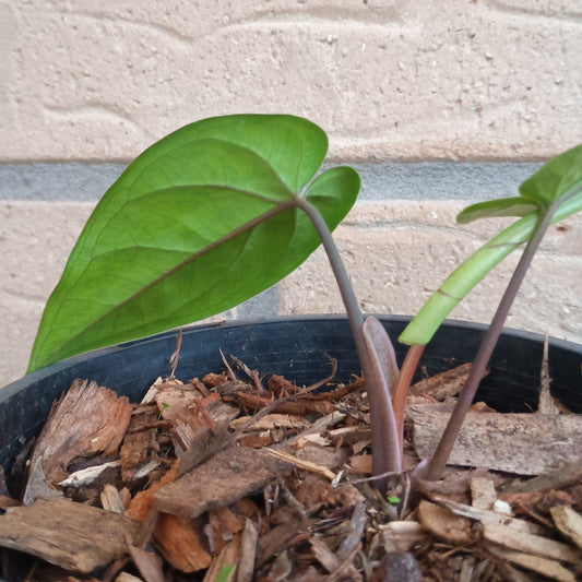 Syngonium Macrophyllum
