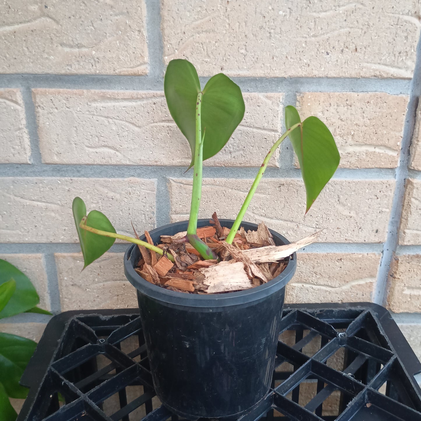 Philodendron Cordatum (NOT HEDERACEUM) #130A