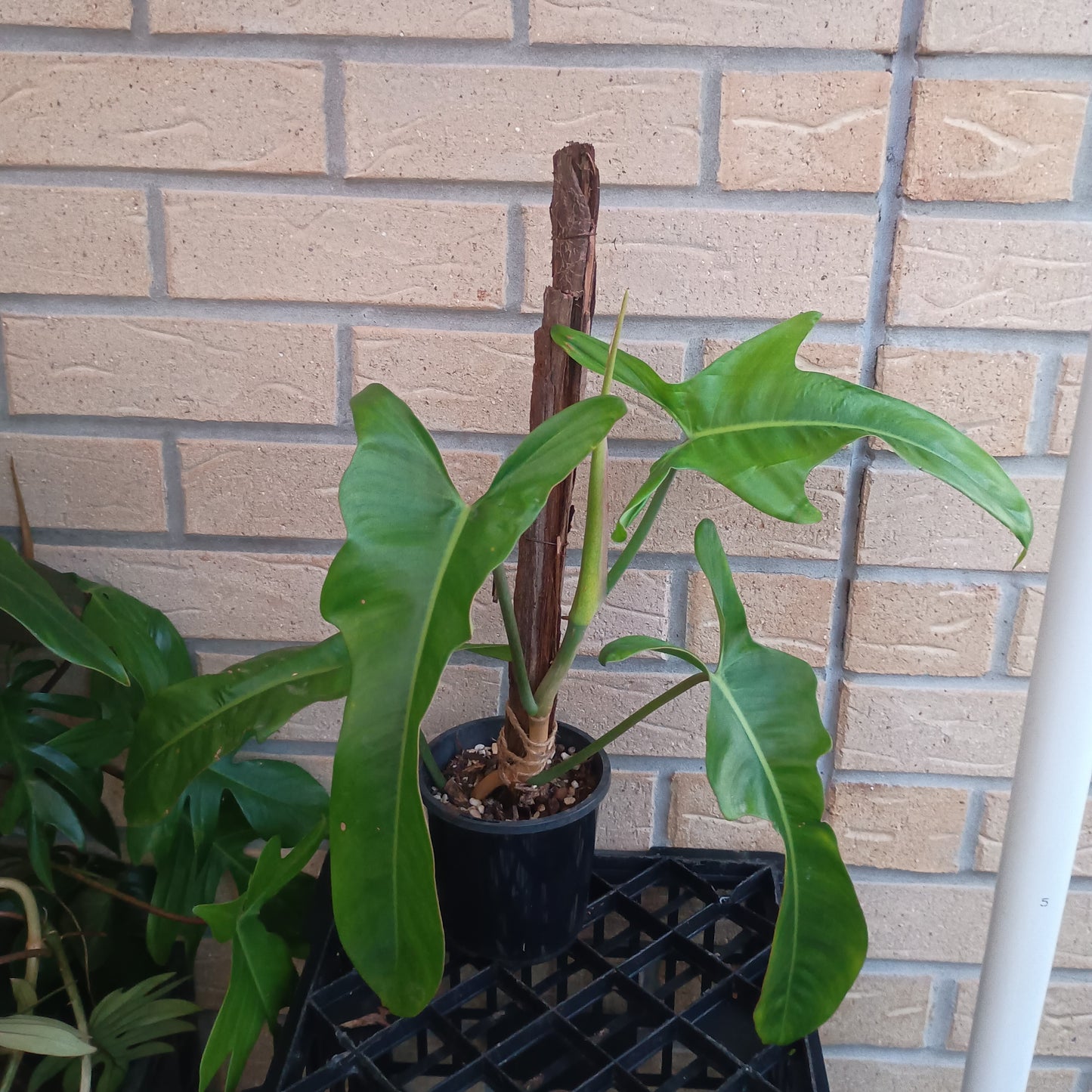 Philodendron Jerry Horne #130.500BT.A