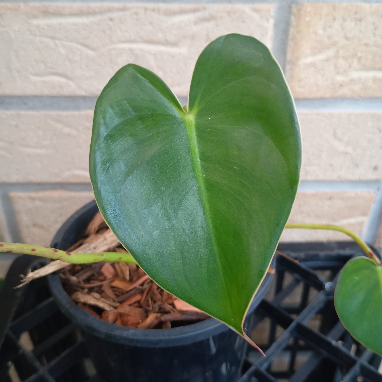 Philodendron Cordatum (NOT HEDERACEUM) #130A