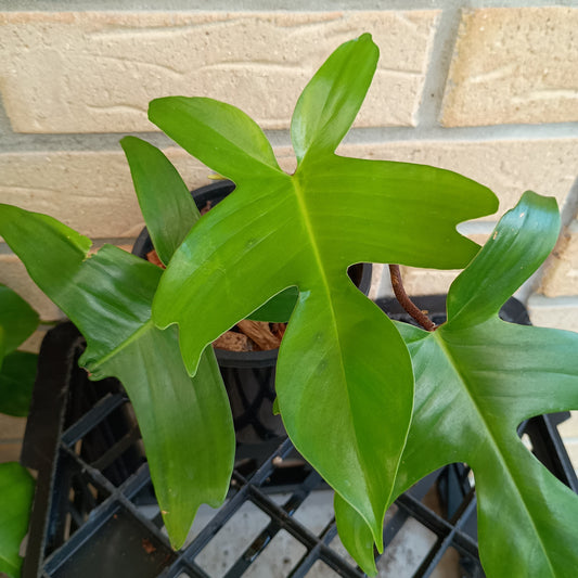 Philodendron Florida