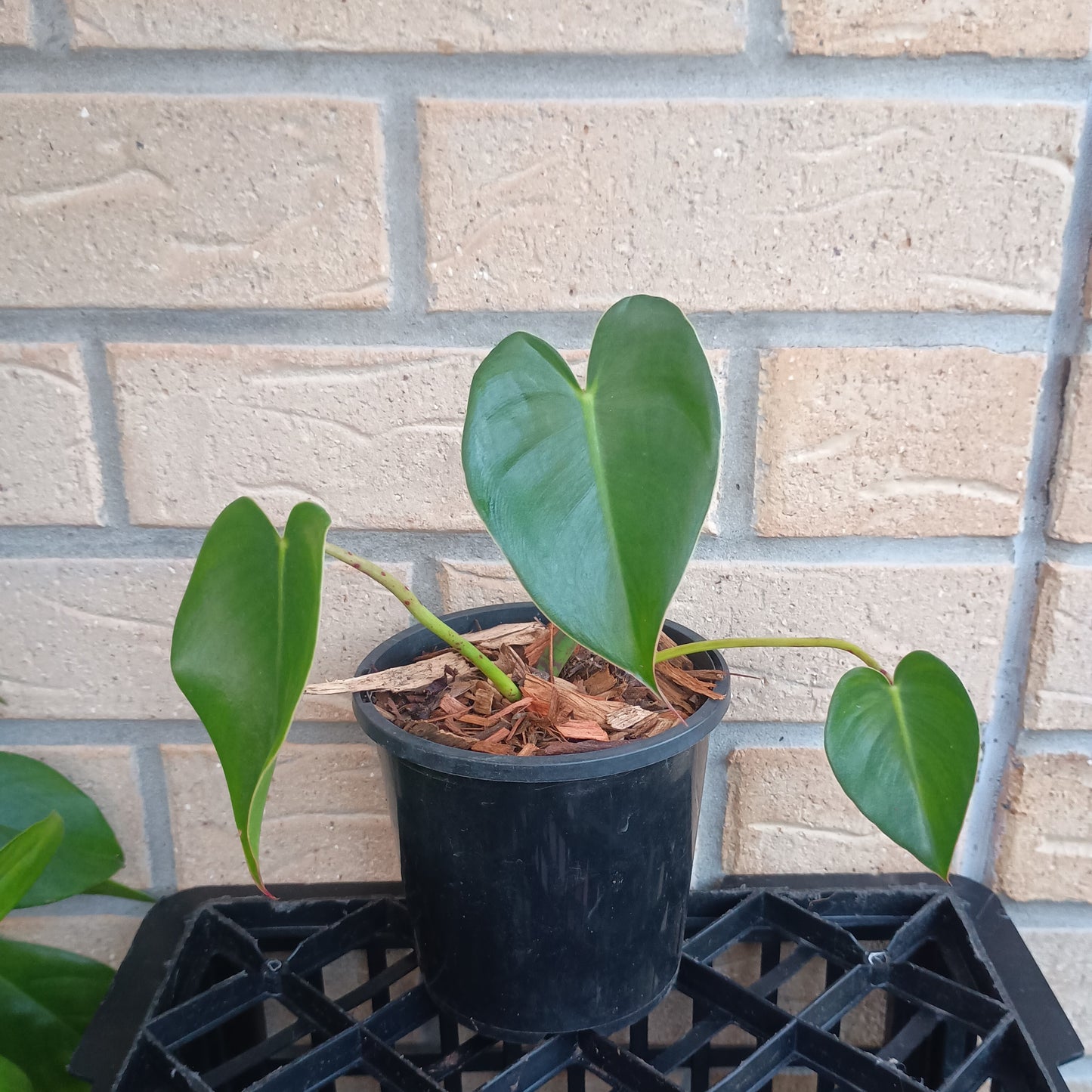 Philodendron Cordatum (NOT HEDERACEUM) #130A