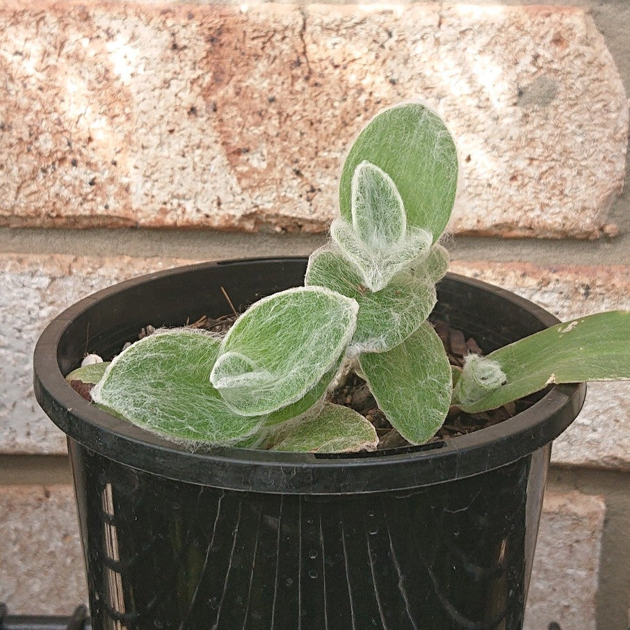 🌱 Tradescantia Sillamontiana