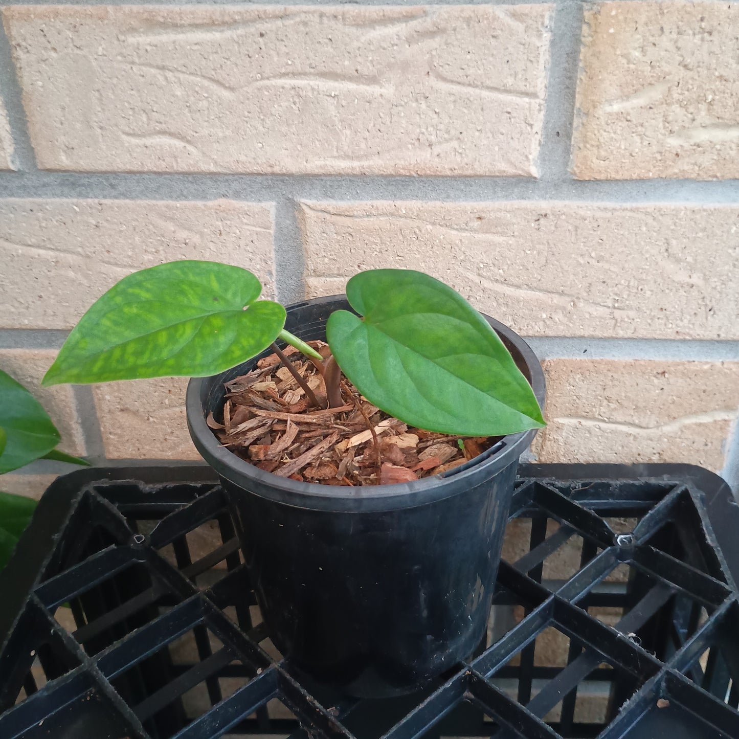 Syngonium Macrophyllum