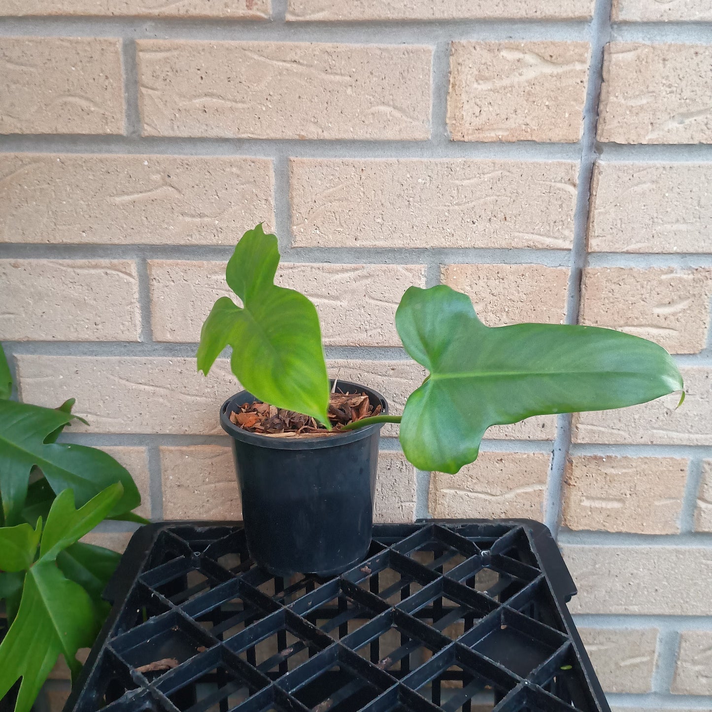 Philodendron Golden Dragon 130A