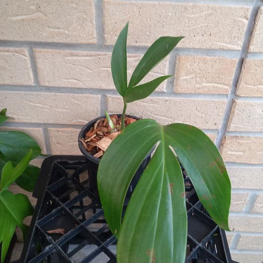 Rhaphidophora decursiva