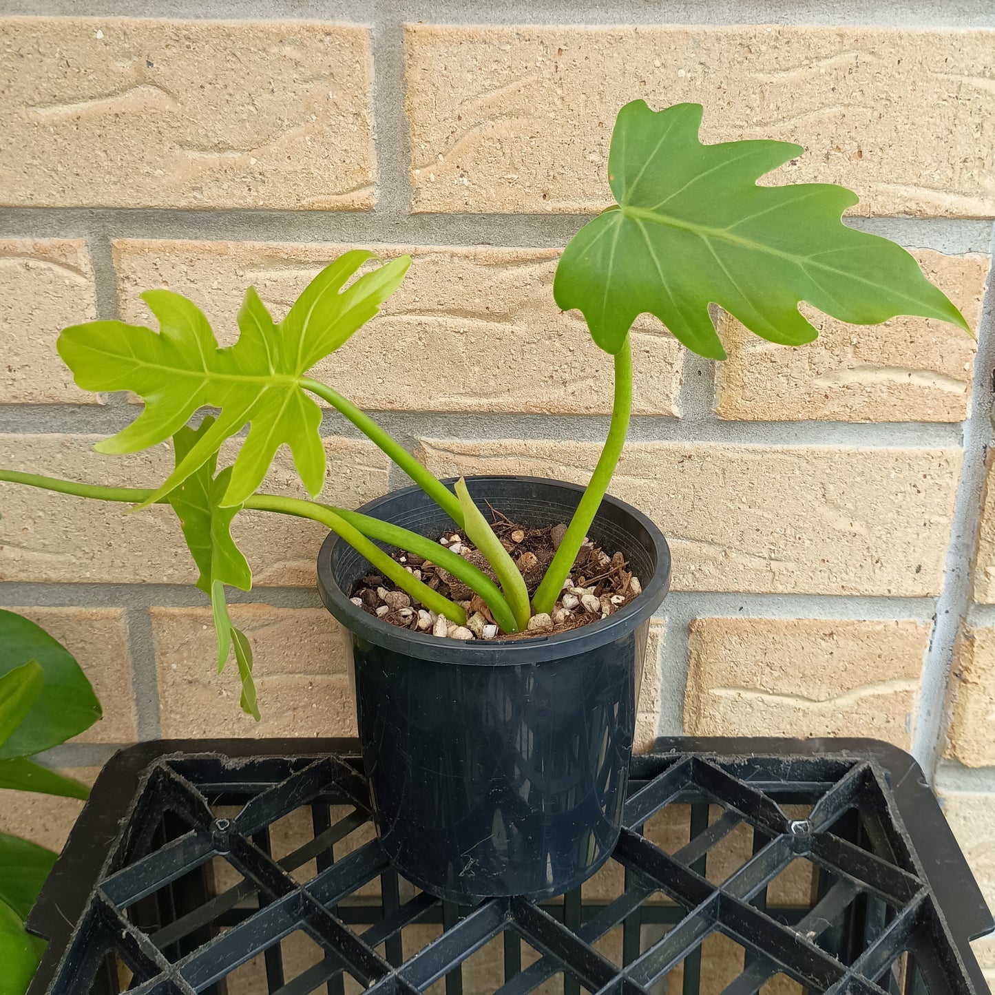 Philodendron Radiatum