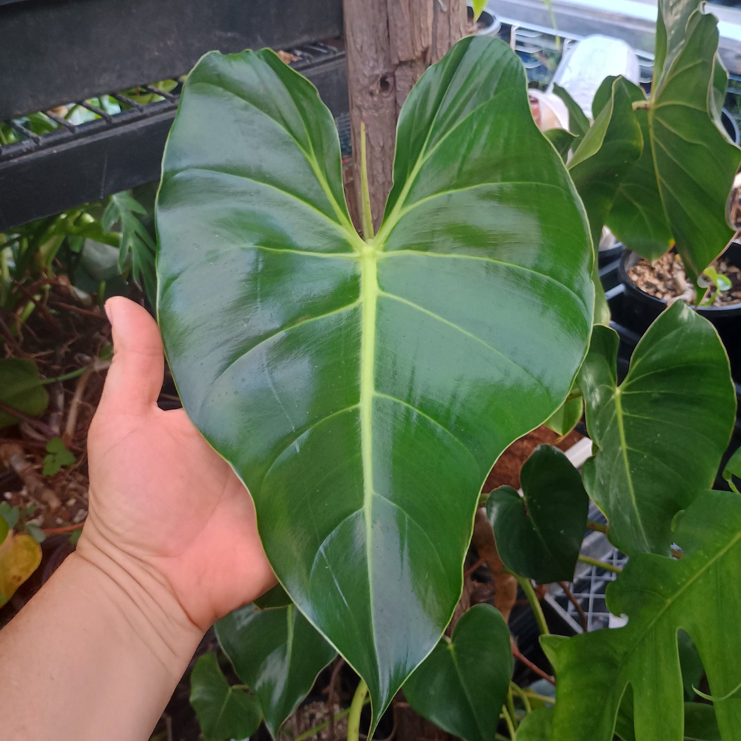 Philodendron Cordatum (NOT HEDERACEUM) #130A