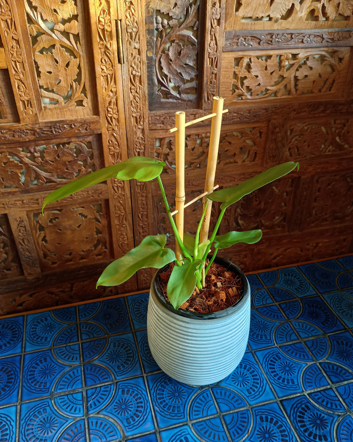 Philodendron Bipennifolium