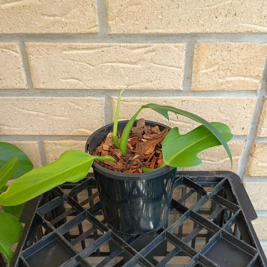 Philodendron Panduriforme aka Wolfs Head #130A