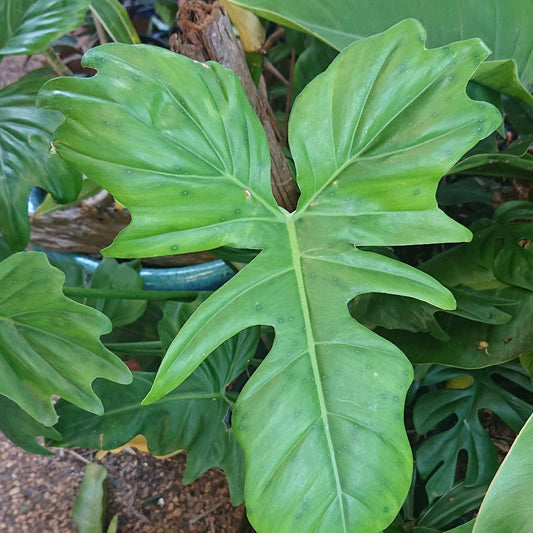 Philodendron Golden Dragon 130A