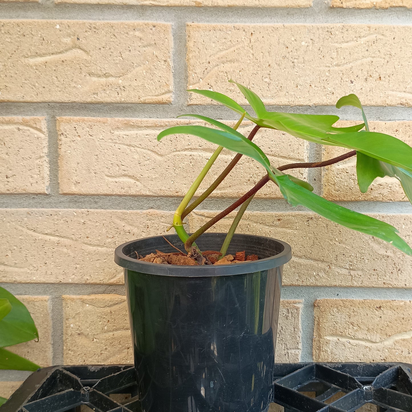 Philodendron Florida