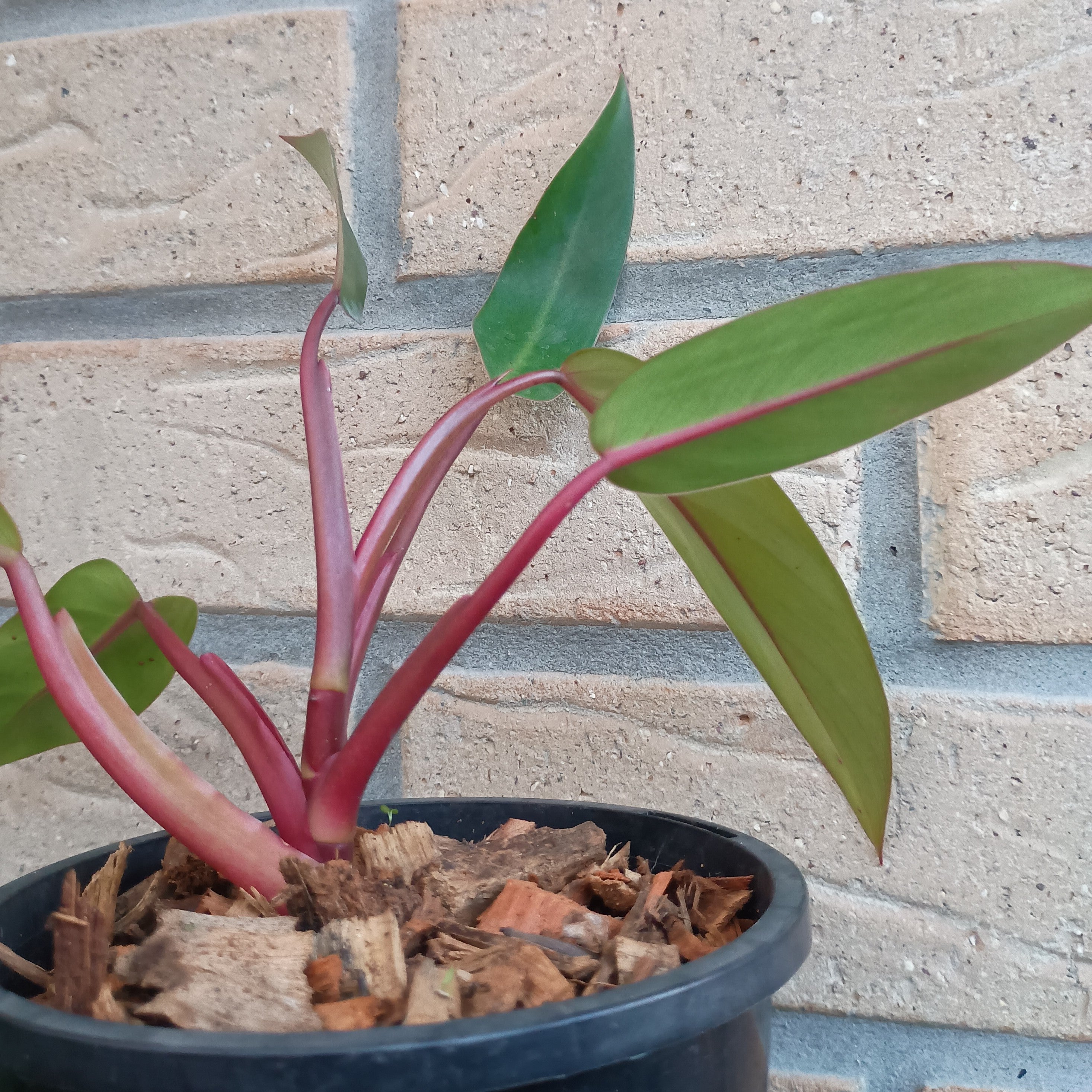 philodendron erubescens red emerald marbled Philodendron Erubescens Red Emerald – Death by Plants