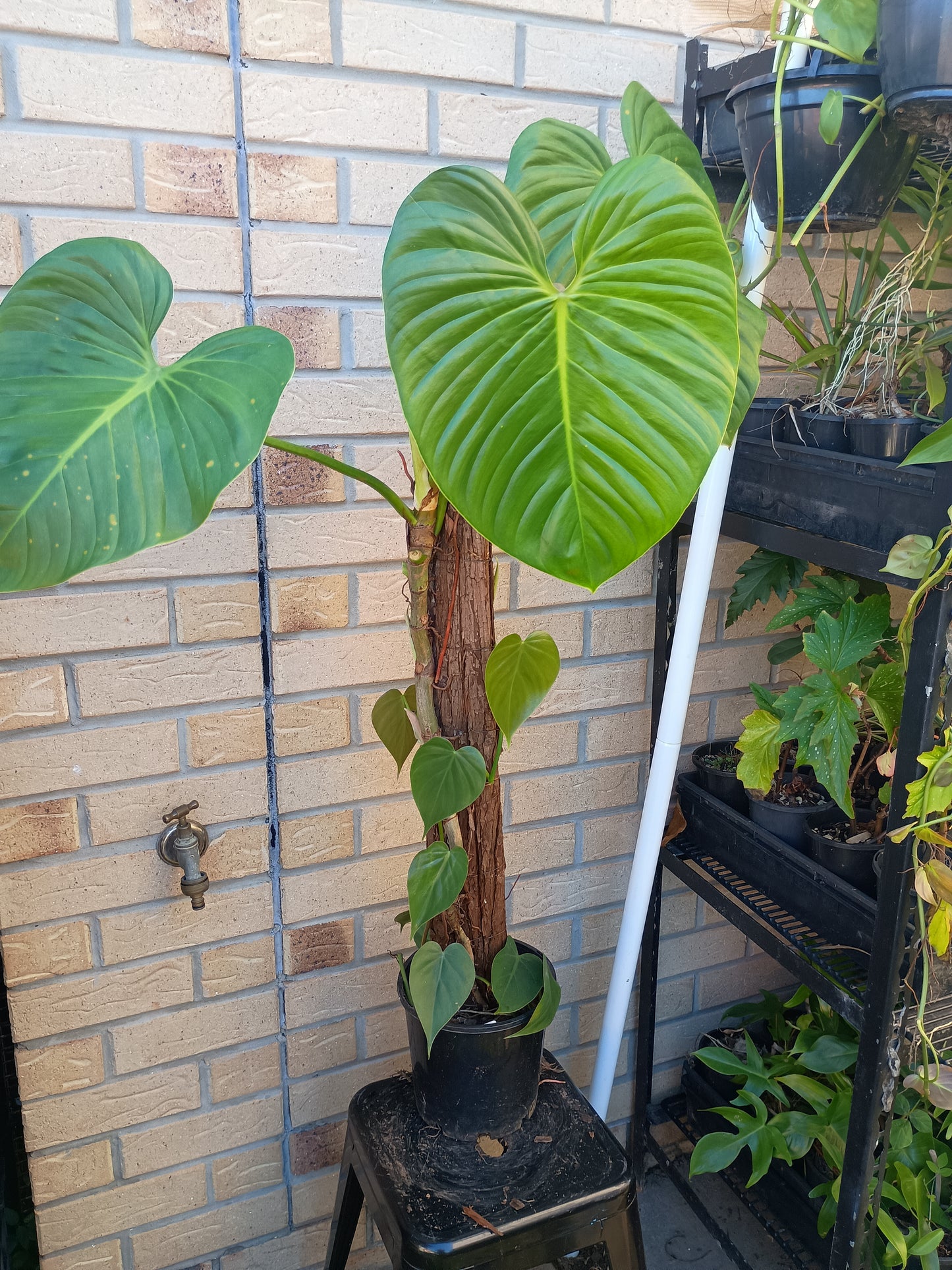 P.Eximium#2