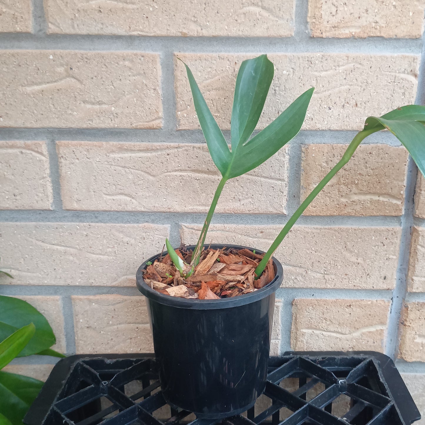 Rhaphidophora decursiva