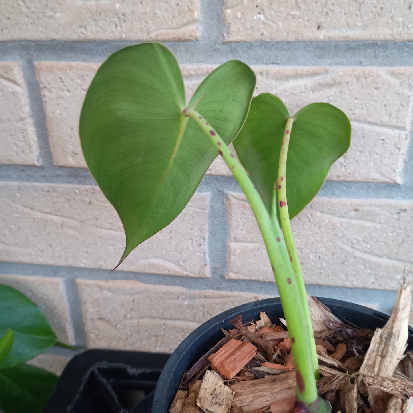 Philodendron Cordatum (NOT HEDERACEUM) #130A