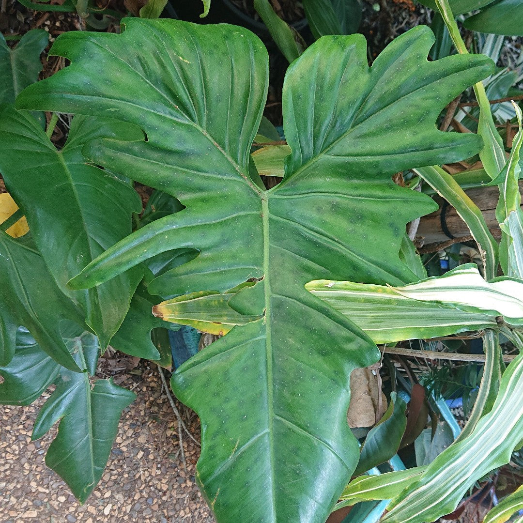Philodendron Golden Dragon 130A