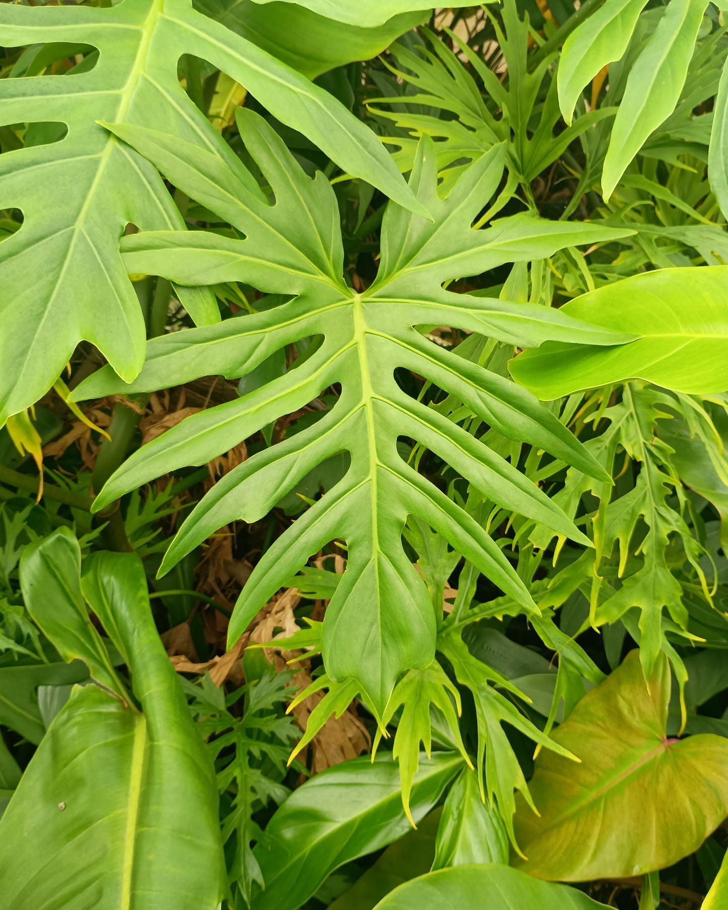 🌱 Philodendron Radiatum
